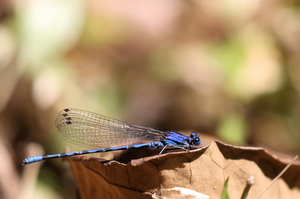 Damselfly - Argia elongata (Thorn-tipped Dancer) -- From Finca Ecológica San Luis, Monteverde, Puntarenas Province, Costa Rica. A male.
<a href="https://www.inaturalist.org/observations/106614042">iNaturalist record #106614042</a>