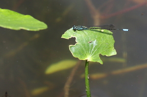 Damselfly - Acanthagrion trilobatum (Pacific Wedgetail) -- From Mountain Resort Selva Negra, Matagalpa, Nicaragua. A male.
<a href="https://www.inaturalist.org/observations/106848048">iNaturalist record #106848048</a>