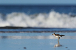Plettet Mudderklire / Spotted Sandpiper -- En <b>Plettet Mudderklire</b> fra den smukke strand Playa el Coco ved Stillehavet i det sydlige Nicaragua.