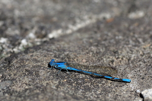 Damselfly - Argia anceps (Cerulean Dancer) -- From mountain resort Selva Negra, Matagalpa, Nicaragua. A male.
<a href="https://www.inaturalist.org/observations/134842650">iNaturalist record #134842650</a>