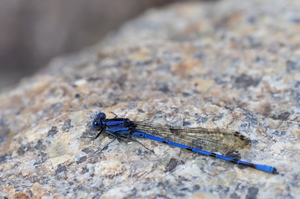 Damselfly - Argia elongata (Thorn-tipped Dancer) -- From small mountain stream in Dipilto, Nueva Segovia, Nicaragua. A male.
<a href="https://www.inaturalist.org/observations/134846330">iNaturalist record #134846330</a>