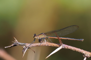 Damselfly - Hetaerina cruentata (Highland Rubyspot) -- From small mountain stream in Dipilto, Nueva Segovia, Nicaragua. A female.
<a href="https://www.inaturalist.org/observations/134847359">iNaturalist record #134847359</a>