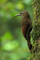 Strong-billed Woodcreeper -- <b>Strong-billed Woodcreeper</b> er en ret spredt forekommende art i fugtig skov i højlandet i Mellemamerika, her fra kaffefarmen og tågeskovs-reservatet Selva Negra i Nicaragua.