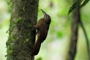 Strong-billed Woodcreeper -- <b>Strong-billed Woodcreeper</b> er en ret spredt forekommende art i fugtig skov i højlandet i Mellemamerika, her fra kaffefarmen og tågeskovs-reservatet Selva Negra i Nicaragua.