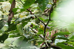 Golden-crowned Warbler -- <b>Golden-crowned Warbler</b> er en udbredt beboer i fugtig skov i højlandet i Mellemamerika, her fra kaffefarmen og tågeskovs-reservatet Selva Negra i Nicaragua.