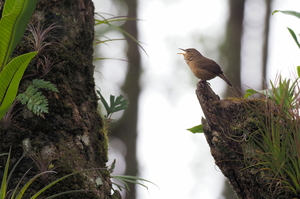 House Wren -- Den meget udbredte og almindelige gærdesmutte <b>House Wren</b> fra kaffefarmen og tågeskovs-reservatet Selva Negra i Nicaragua.