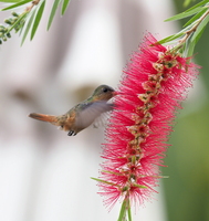Cinnamon Hummingbird -- <b>Cinnamon Hummingbird</b> er en vidt udbredt art, som især træffes i tørre og halvtørre zoner mange steder i Mellemamerika. Denne fouragerende fugl er fra en hotelhave i Ocotal i departementet Nueva Segovia i det nordlige Nicaragua.