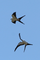 Swallow-tailed Kite -- En af klodens smukkeste rovfugle <b>Swallow-tailed Kite</b> yngler i bjergskove i store dele af Mellemamerika, og kan desuden træffes på træk de fleste steder. Disse er fotograferet mellem El Jícaro og Murra i departementet Nueva Segovia i det nordlige Nicaragua.