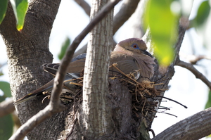 White-winged Dove -- <b>White-winged Dove</b> er vidt udbredt i tørre og halvtørre zoner især langs Stillehavet i Mellemamerika; her er en rugende fugl fotograferet i en hotelhave i Granada i Nicaragua.