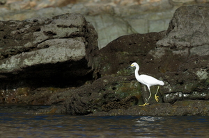 Snowy Egret -- En <b>Snowy Egret</b> fouragerer ved klippekysten i nordenden af stranden Playa el Coco i departementet Rivas, det sydvestlige Nicaragua.