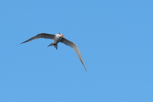 Royal Tern -- <b>Kongeterner</b> / <b>Royal Terns</b> over Stillehavet ved Playa el Coco i departementet Rivas, det sydvestlige Nicaragua.