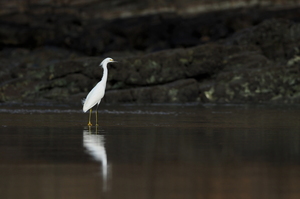 Snowy Egret -- En <b>Snowy Egret</b> fra stillehavsstranden Playa el Coco i departementet Rivas, det sydvestlige Nicaragua.