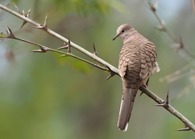 Inca Dove -- En <b>Inca Dove</b> fra turist-resortet Playa el Coco ved Stillehavet i departementet Rivas, det sydvestlige Nicaragua. En vidt udbredt art i tørre zoner langs vestkysten af Mellemamerika.