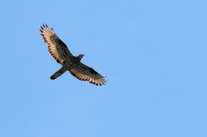 Hvepsevåge -- [lang=en]Honey Buzzard[/lang]
[lang=default]En <b>Hvepsevåge</b> flyver over Fyledalen i Skåne.[/lang]