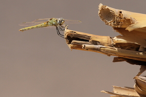 Dragonfly - Sympetrum fonscolombii -- I Egyptens ørken nær Ras Ghareb ved det Røde Hav sad pludselig en <b>Rødåret Hedelibel</b> hun - langt fra nærmeste ferskvand. Arten er kendt for at foretage trækbevægelser over store afstande.