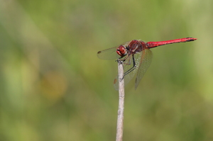 Rødåret Hedelibel -- Under invasionen af <b>Rødåret Hedelibel</b> <i>Sympetrum fonscolombii</i> i 2019 blev arten set over hele Danmark. Et af de steder hvor det blev bedst dokumenteret var i Nationalpark Thy, hvor jeg den sommer foretog en stor undersøgelse over guldsmedefaunaen. Denne han er blot én af ialt 84 iagttagelser af arten som indgik i <a href="https://ornit.dk/dwnld/GuldsmedeNPThy_slutrap.pdf">undersøgelsen, der kan læses her</a>. Dette individ er fra bredden af Nors Sø ved Isbjerg/Nors Bagsø, men arten blev iagttaget spredt over hele Thy.
