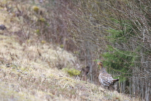 Tjur -- En hun-<b>Tjur</b> fouragerer i vejsiden tæt på Snåsavatnet.