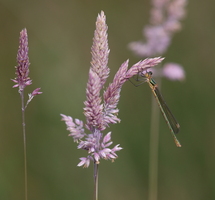 Almindelig Kobbervandnymfe (Lestes sponsa) -- En <b>Almindelig Kobbervandnymfe</b> hun fra Blovsgårde, Hjardemål Klitplantage.