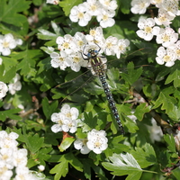 Håret Mosaikguldsmed (Brachytron pratense) -- En han af <b>Håret Mosaikguldsmed</b> fra vores naturgrund i Tømmerby ved Vejlerne.