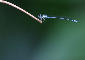 Damselfly - Acanthagrion temporale (Blue-sided Wedgetail) -- Fra et ophold i den atlantiske regnskov, Brasilien, specielt bjergområdet Serra dos Órgãos med REGUA-reservatet, <a href="https://ornit.dk/vejlerblog/ogsaa-for-odonata/">omtalt i dette indlæg på bloggen</a>. Disse vandnymfer er fra REGUA's berømte <i>wetlands</i>.
iNaturalist record <a href="https://www.inaturalist.org/observations/197897314">https://www.inaturalist.org/observations/197897314</a>.