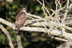 Broad-winged Hawk, Vista Nieve, Volcán Santa Marta