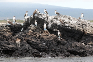 Blue-footed Booby & Brown Pelican, Tintoreras, Isabela