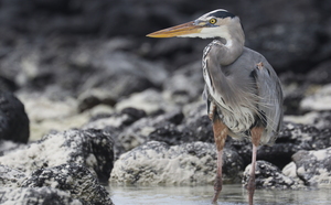Great Blue Heron, Playa Tortuga Bay, Santa Cruz