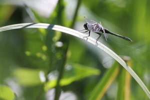 Sort Hedelibel Sympetrum danae fra nær Gudenåen ved Kongensbro -- Da jeg i sommeren 2025 undersøgte guldsmedefaunaen på en strækning af Gudenåen mellem Silkeborg og Kongensbro, var en af overraskelserne, at <b>Sort Hedelibel</b> var meget mere talrig end ventet. Denne art findes normalt i mere næringsfattige og sure habitater. Det redegjorde jeg for i rapporten jeg skrev om undersøgelsen, <a href="https://ornit.dk/vejlerblog/denne-sommers-store-projekt-guldsmede-i-gudenaaen-ved-silkeborg-afrapporteret/">omtalt på min blog her [klik]</a>. Her en han fra Kongensbro.