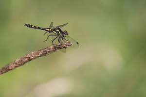 Sort Hedelibel Sympetrum danae fra nær Gudenåen ved Kongensbro -- Da jeg i sommeren 2025 undersøgte guldsmedefaunaen på en strækning af Gudenåen mellem Silkeborg og Kongensbro, var en af overraskelserne, at <b>Sort Hedelibel</b> var meget mere talrig end ventet. Denne art findes normalt i mere næringsfattige og sure habitater. Det redegjorde jeg for i rapporten jeg skrev om undersøgelsen, <a href="https://ornit.dk/vejlerblog/denne-sommers-store-projekt-guldsmede-i-gudenaaen-ved-silkeborg-afrapporteret/">omtalt på min blog her [klik]</a>. Her er det en yngre han fra Kongensbro.