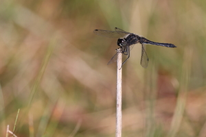 Sort Hedelibel Sympetrum danae fra nær Gudenåen ved Resenbro -- Da jeg i sommeren 2025 undersøgte guldsmedefaunaen på en strækning af Gudenåen mellem Silkeborg og Kongensbro, var en af overraskelserne, at <b>Sort Hedelibel</b> var meget mere talrig end ventet. Denne art findes normalt i mere næringsfattige og sure habitater. Det redegjorde jeg for i rapporten jeg skrev om undersøgelsen, <a href="https://ornit.dk/vejlerblog/denne-sommers-store-projekt-guldsmede-i-gudenaaen-ved-silkeborg-afrapporteret/">omtalt på min blog her [klik]</a>. Her en han fra tæt på Resenbro.