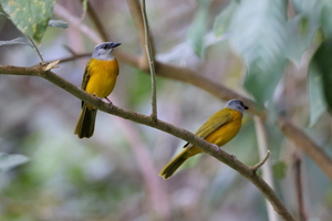 Grey-headed Tanager, Minca