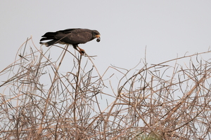 Snail Kite, Ciénaga de Pijiño, Santa Cruz de Mompox