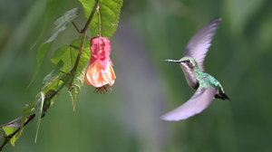 Western Emerald, Payapal, Manizales